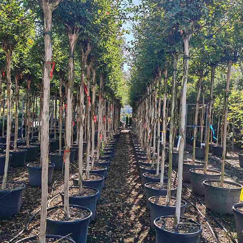 Lagerstremia indica 1