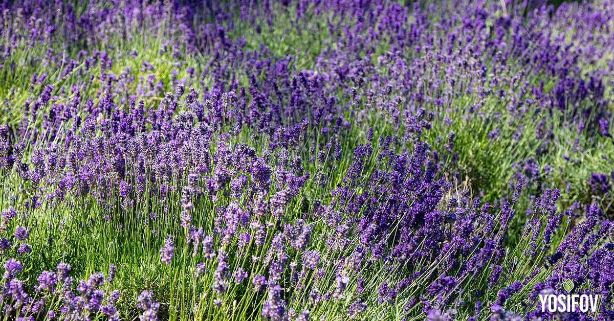 Лавандула (Lavandula)