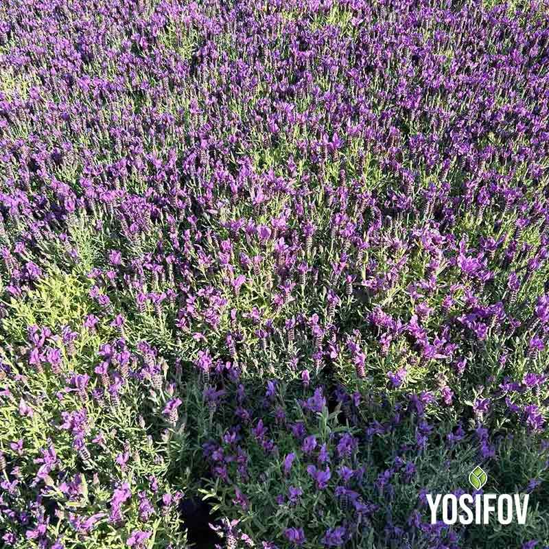 Храстовидна Френска Лвандула от разсадник Йосифов