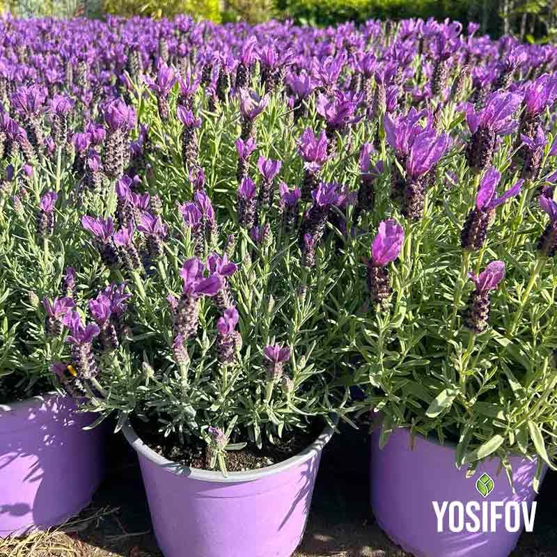 Френска лавандула в саксии от разсадник