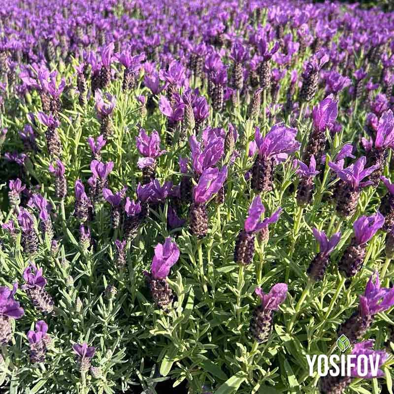 Френска качествена лавандула от разсадник