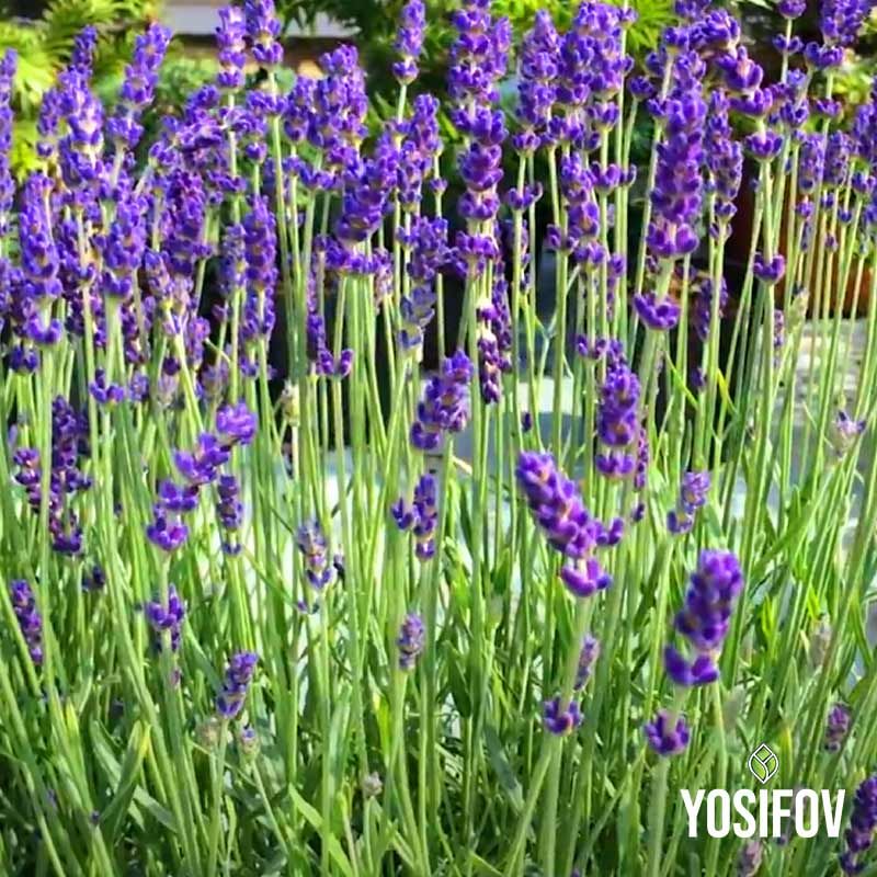 Лавандула Хиткот: Храсти от разсадник Йосифов