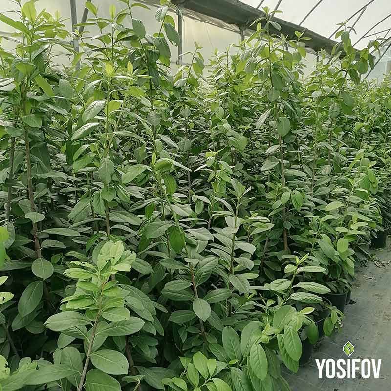 Растения Лавровишна Новита за жив плет и озеленяване – разсадник Йосифов