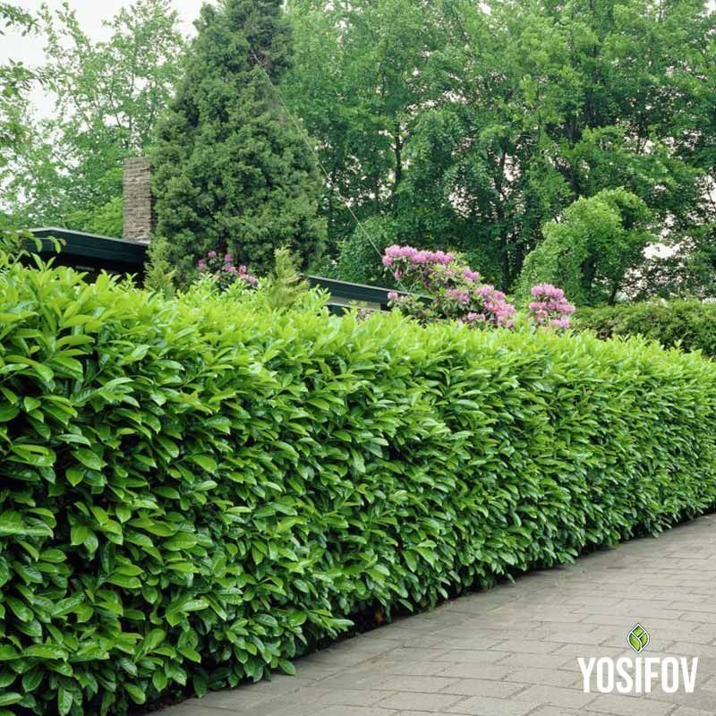 Лавровишна Новита – гъст жив плет от разсадник Йосифов, зелена стена