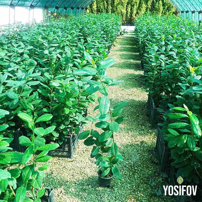 Млади растения Лавровишна Новита за плътен жив плет и зелена стена