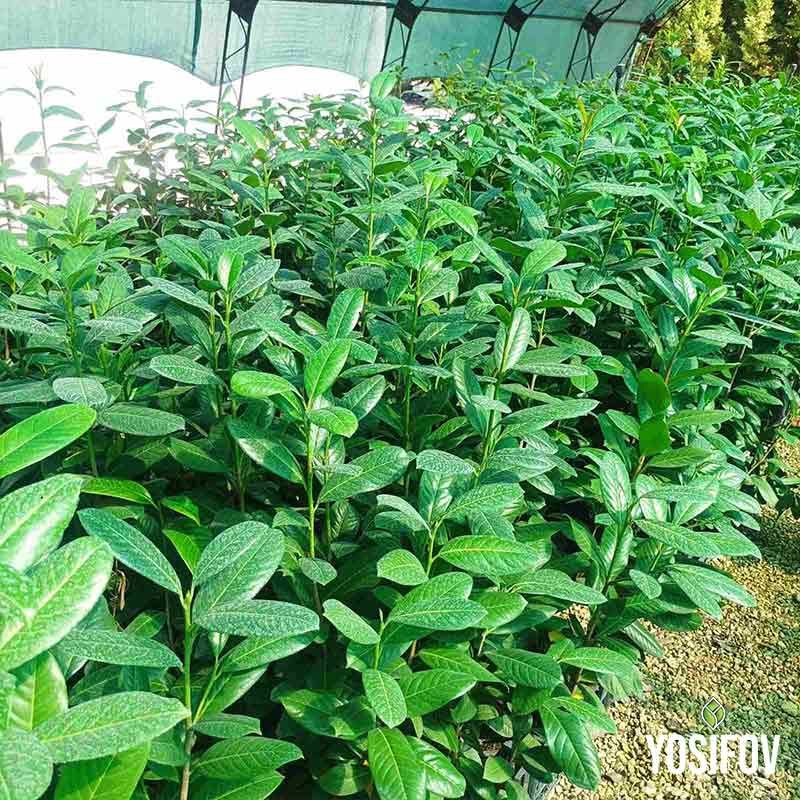 Готов жив плет от Лавровишна Новита, подходящ за градини и дворове