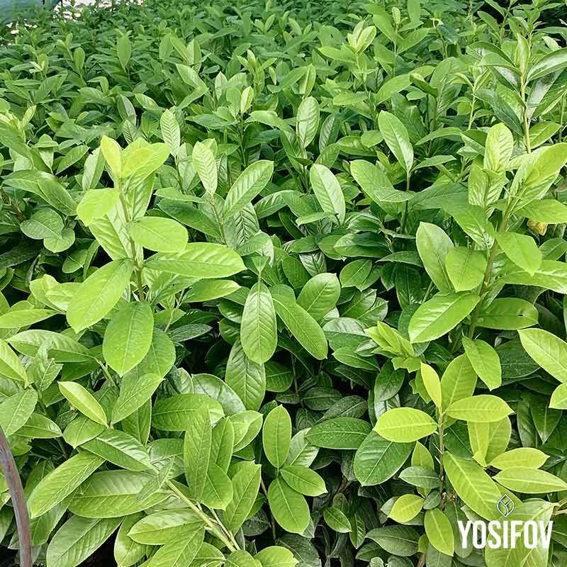 Лавровишна Новита – декоративно растение за зелени стени и живи плетове