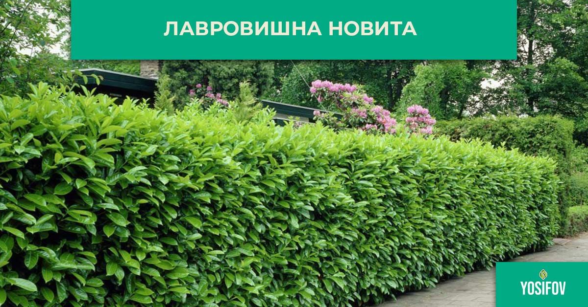 Лавровишна новита за жив плет при озеленяване