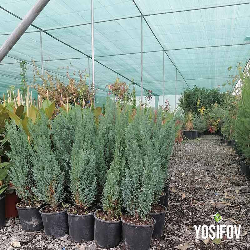 Chamaecyparis lawsoniana 'Ellwoodii' в контейнери от разсадник Йосифов