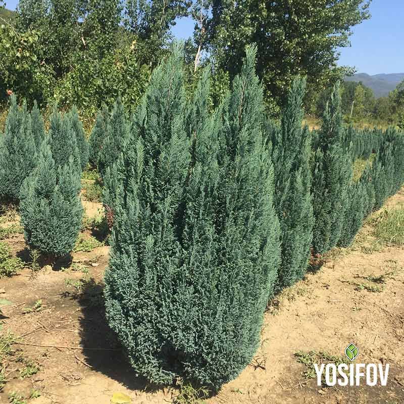 Лавзонов Лъжекипарис Елводи: Chamaecyparis lawsoniana 'Ellwoodii' в саксия