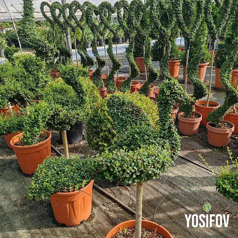 Растение топиарно птица