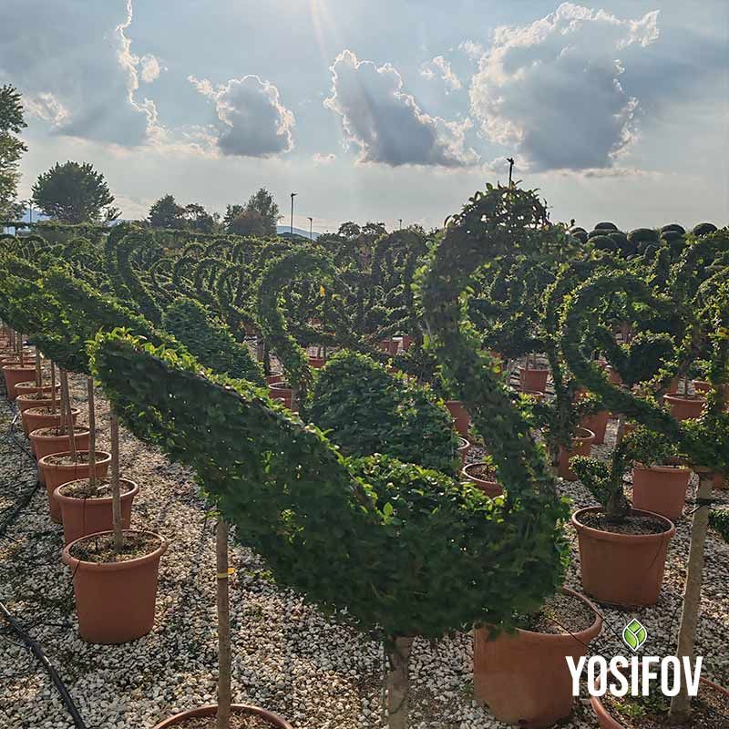 Топиа във формата на лебед