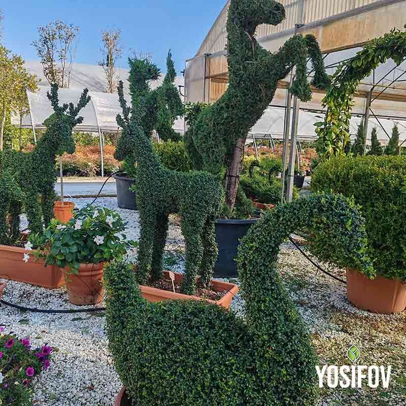 Топиарни растения лебед