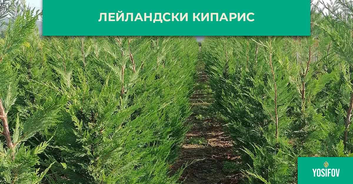 Лейландски кипарис за жив плет при озеленяване