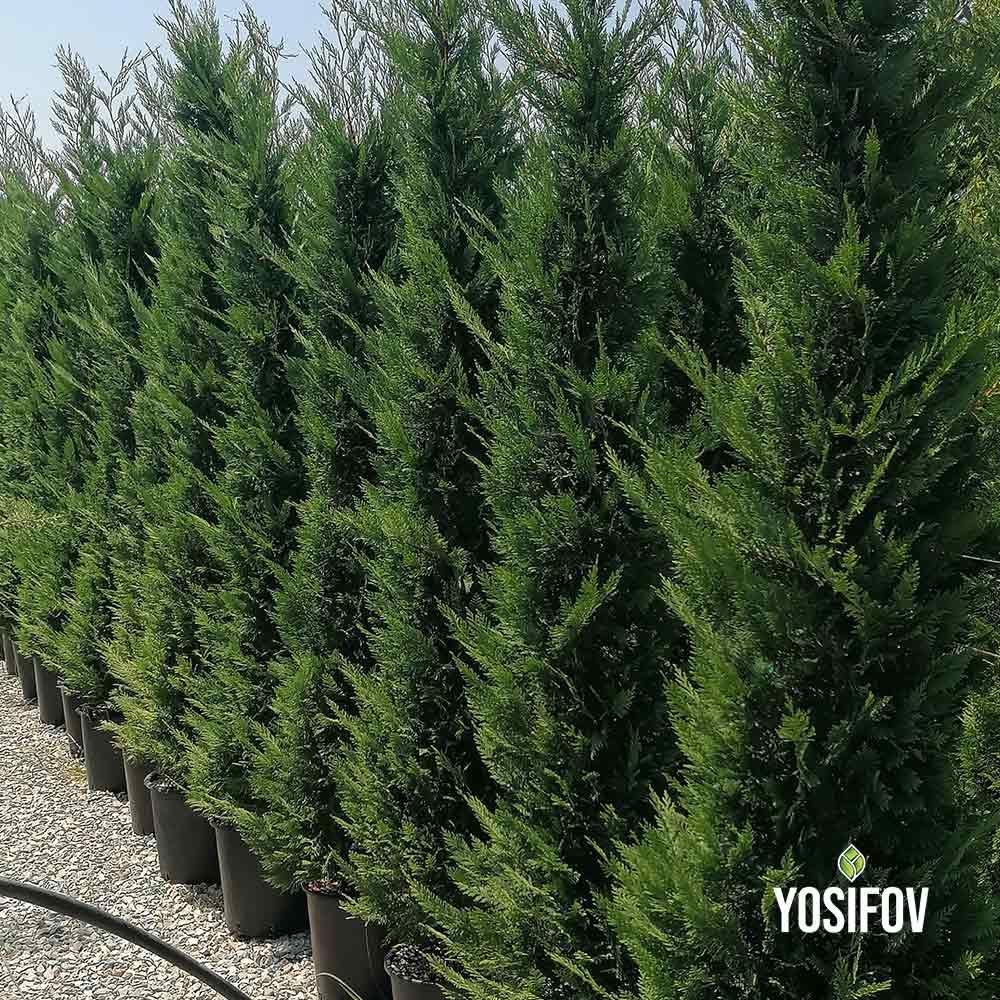 Лейландски кипарис: Разсадник Йосифов