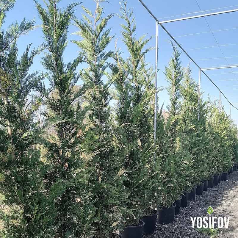 Кипарис Лейланди Вариегата в различни размери