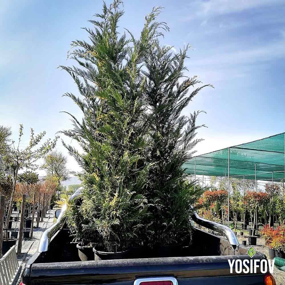 Кипарис Лейланди Вериегата доставка с личен превоз