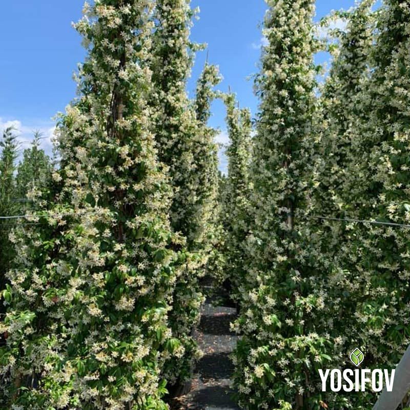 Вечнозелен лекарствен жасмин във вертикална форма от разсадник Йосифов, показващ отлично развитие и гъста листна маса със снежнобели цветове на фона на синьо небе