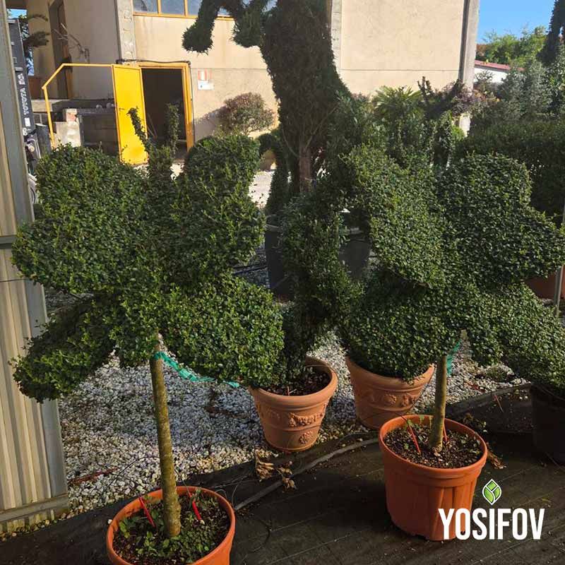 Топиар пеперуда