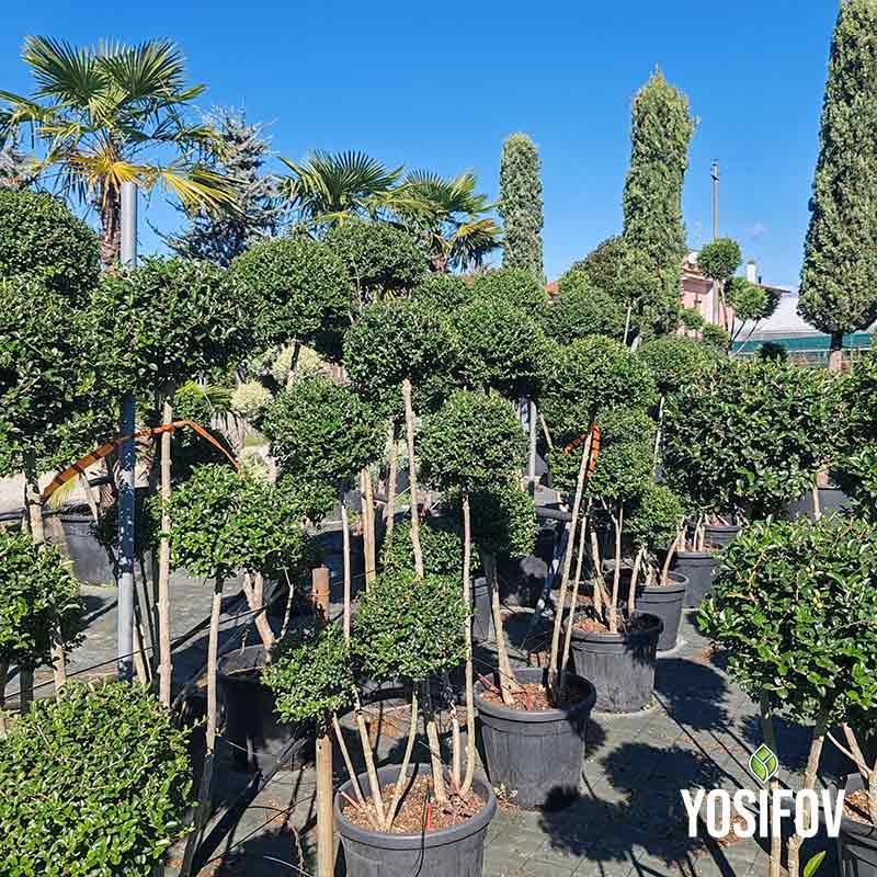 Лигуструм бонсай