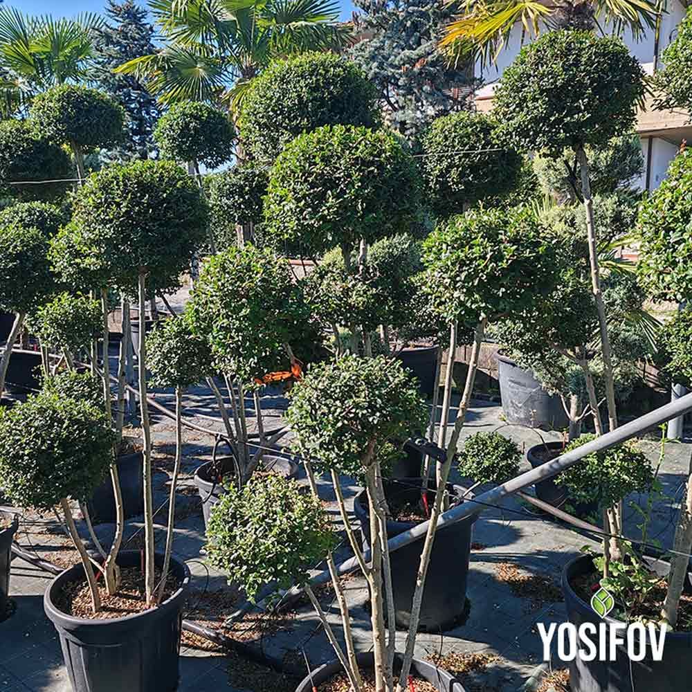 Лигуструм бонсай 2