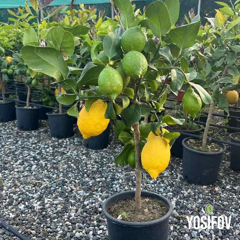 Лимони в саксии на най-добри цени от разсадник