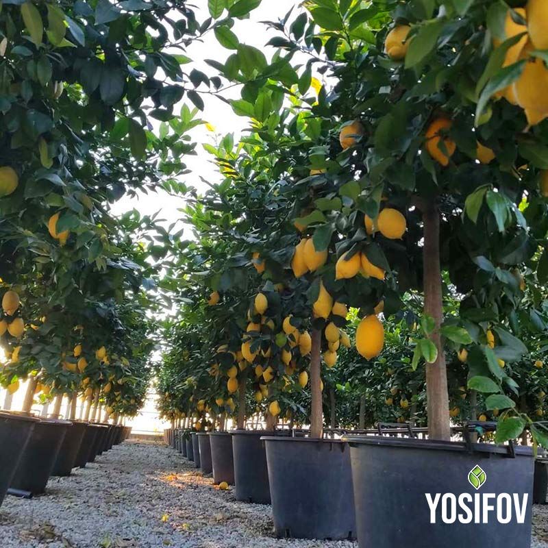 Лимони в контейнери от разсадник Йосифов