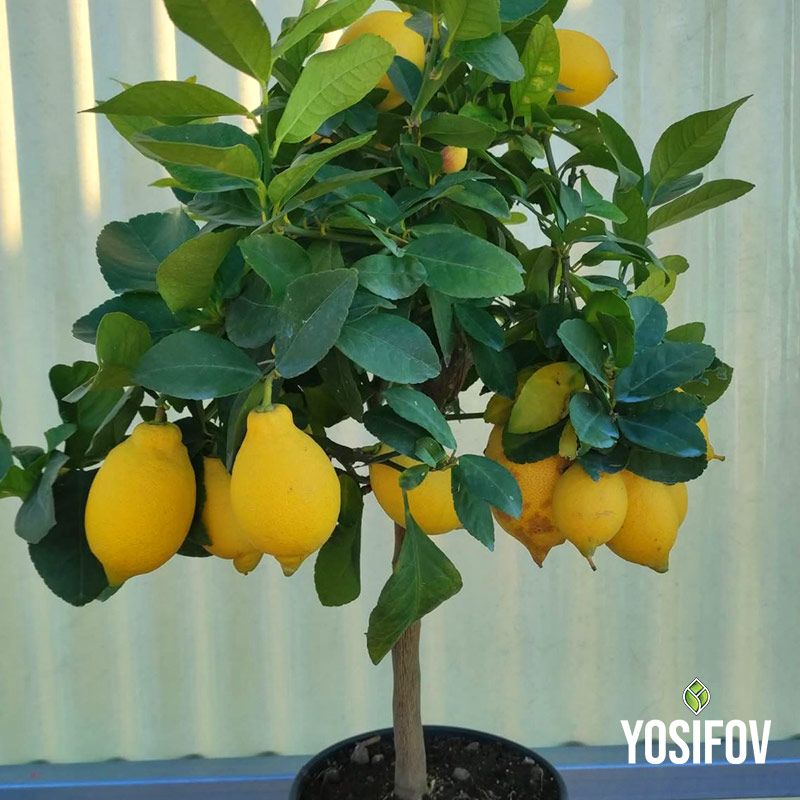 Лимоново растение в саксия от разсадник Йосифов