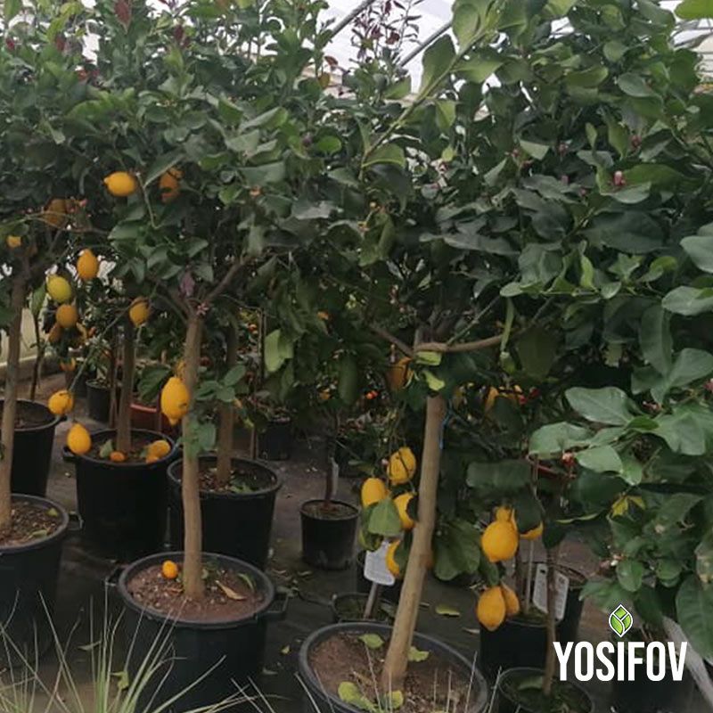 Лимонови растения от разсадник на топ цени