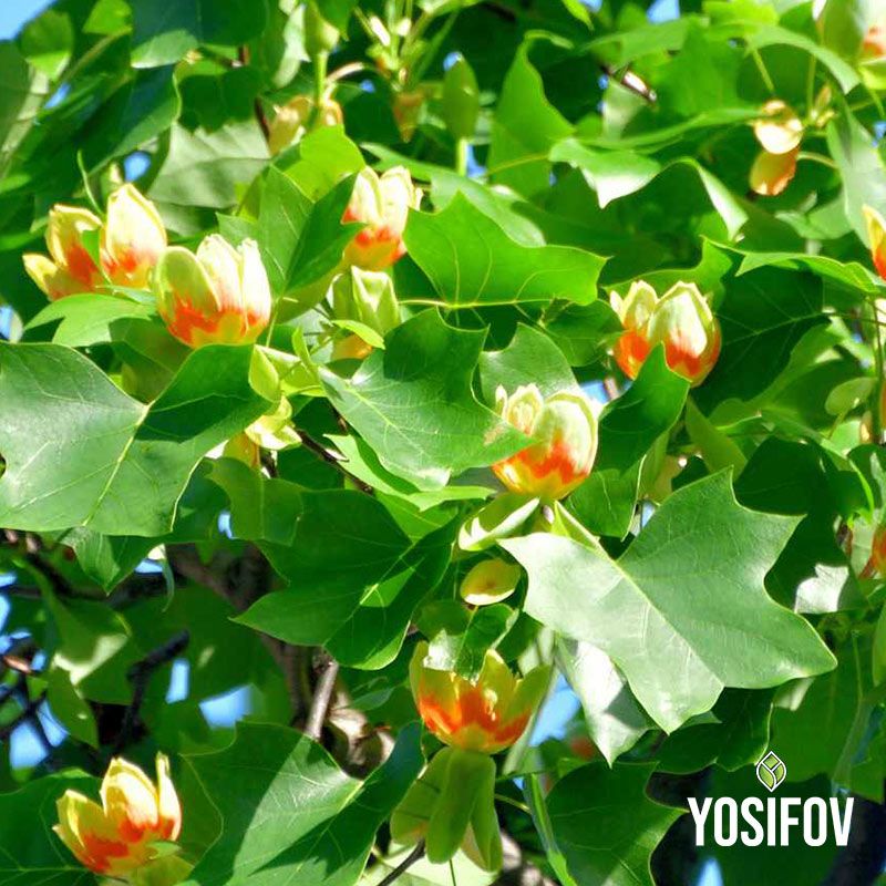 Лирово дърво от разсадник Йосифов