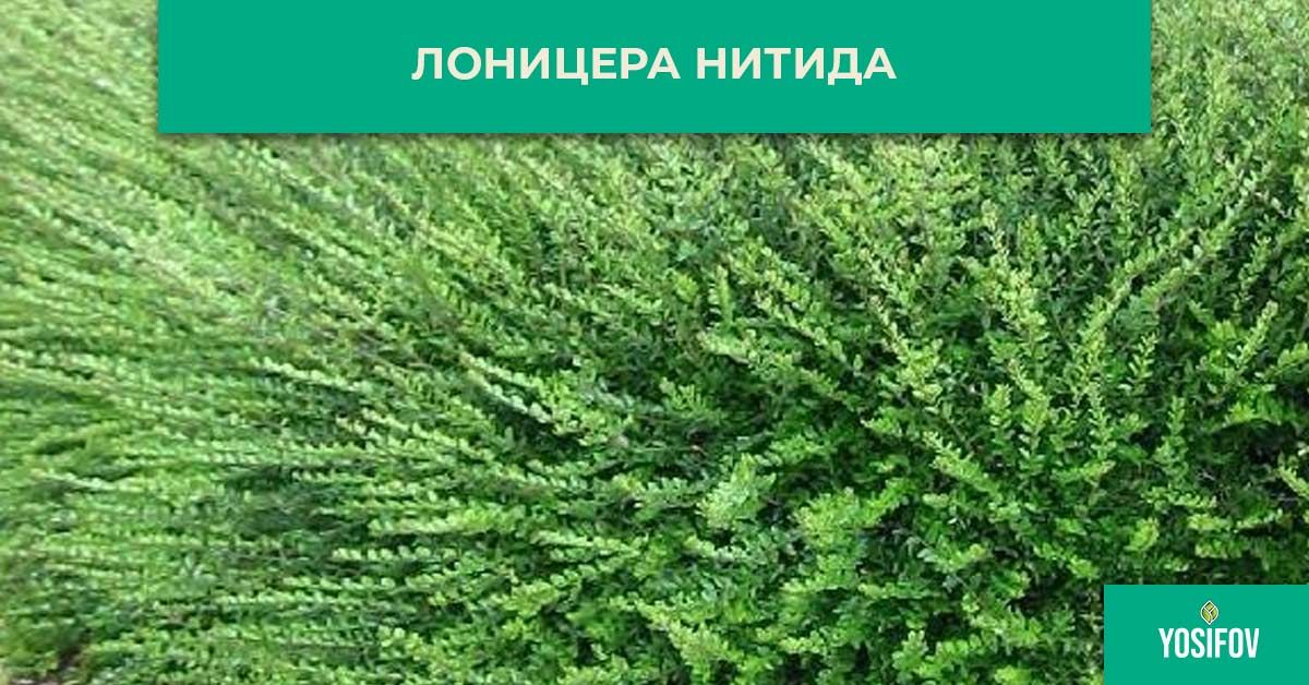 Лоницера нитида за озеленяване