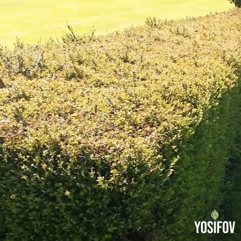 Лоницера Нитида: Лъскав нокът. Растение за виж плет