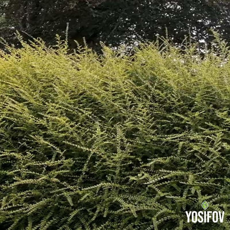 Лоницера Нитида: Лъскав нокът от разсадник Йосифов