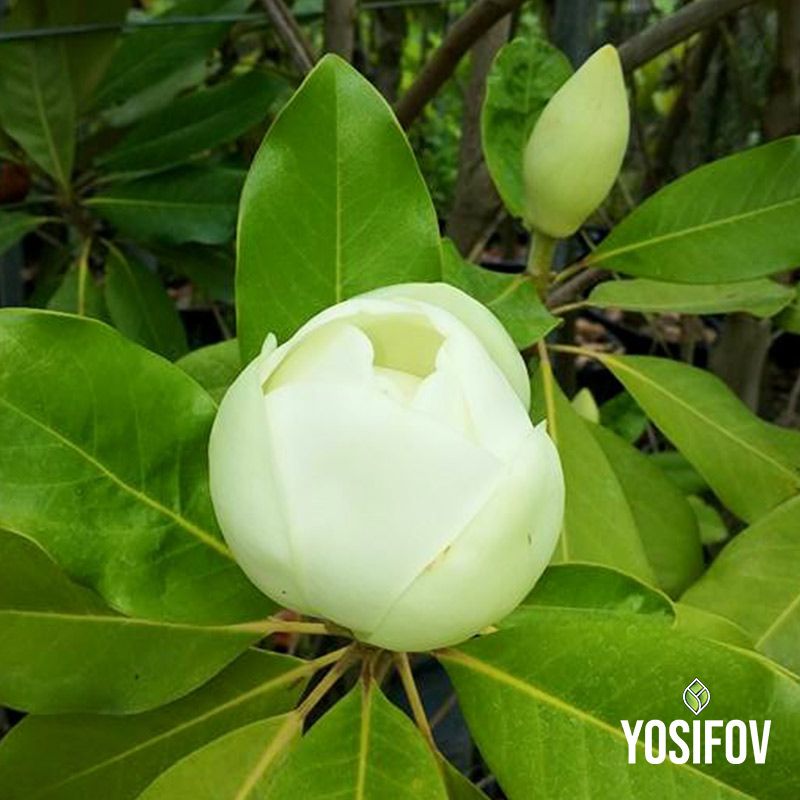 Магнолия грандифлора (Magnolia grandiflora) цвят в разсадник Йосифов