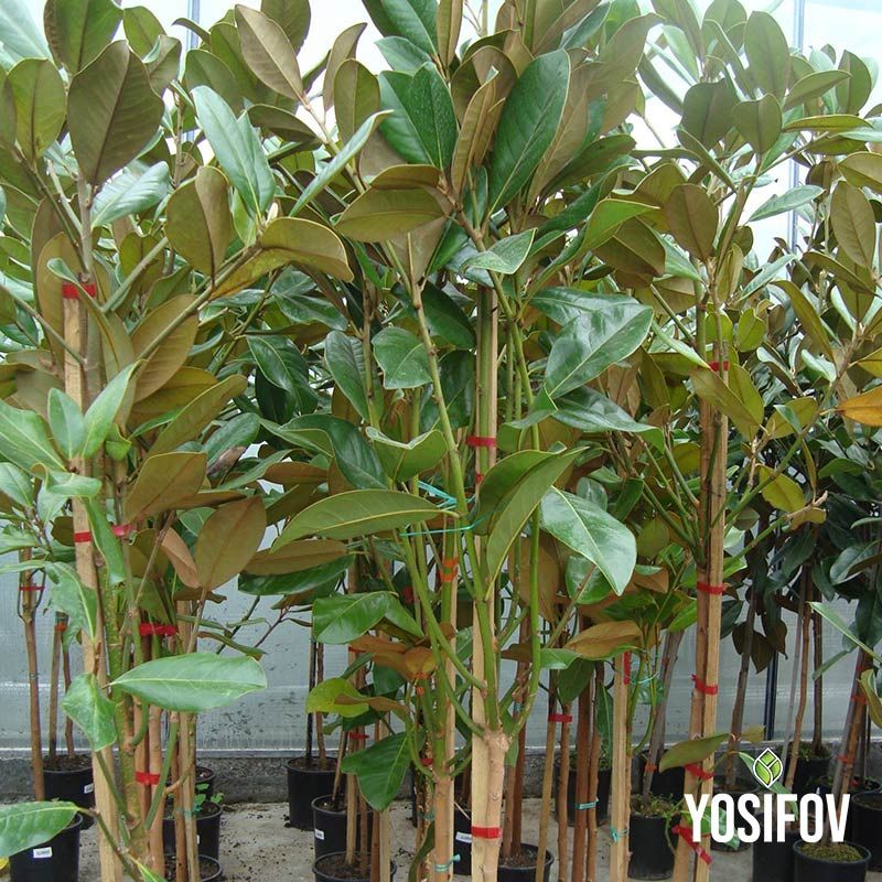 Магнолия грандифлора млади дървета в контейнери с подпори разсадник Йосифов