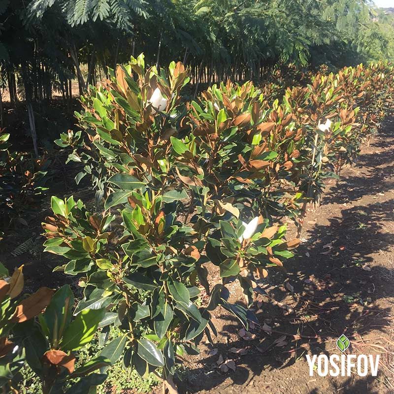 Магнолия грандифлора храстовидна форма отгледана в разсадник Йосифов