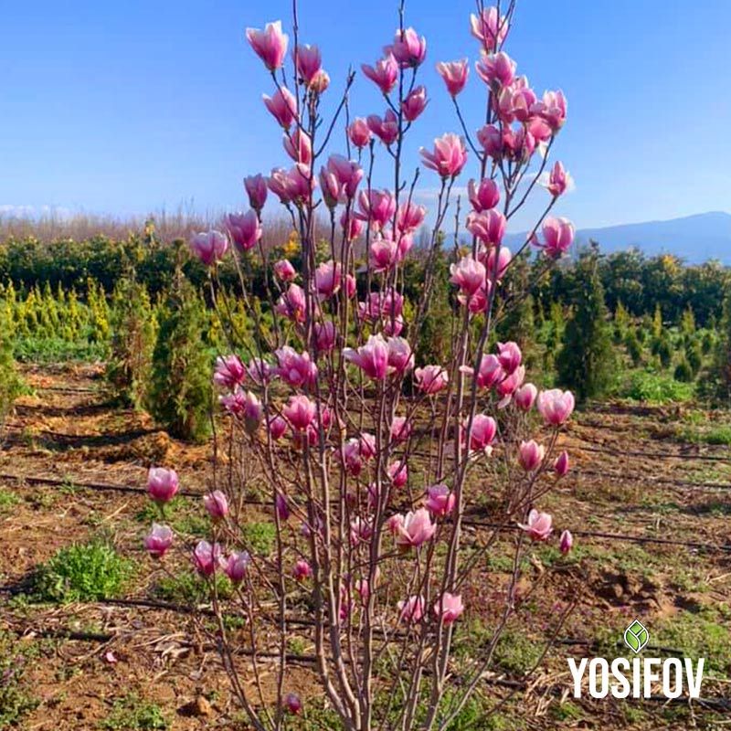 Розови магнолии Солангиана в разсадник Йосифов, готови за засаждане.