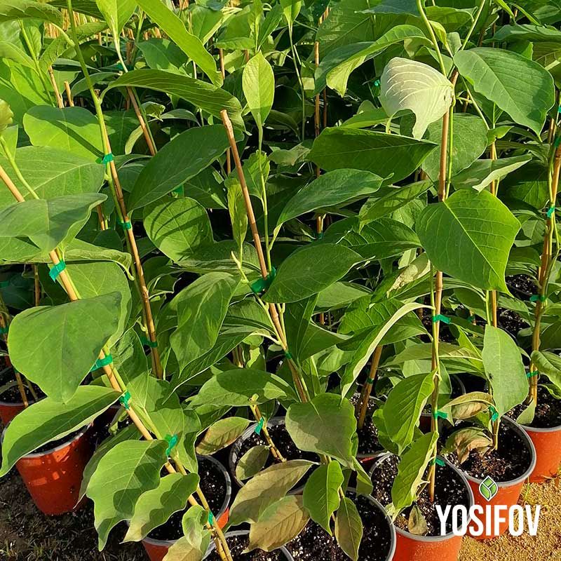 Разсадник Йосифов - Магнолия Солангиана в различни размери контейнери.