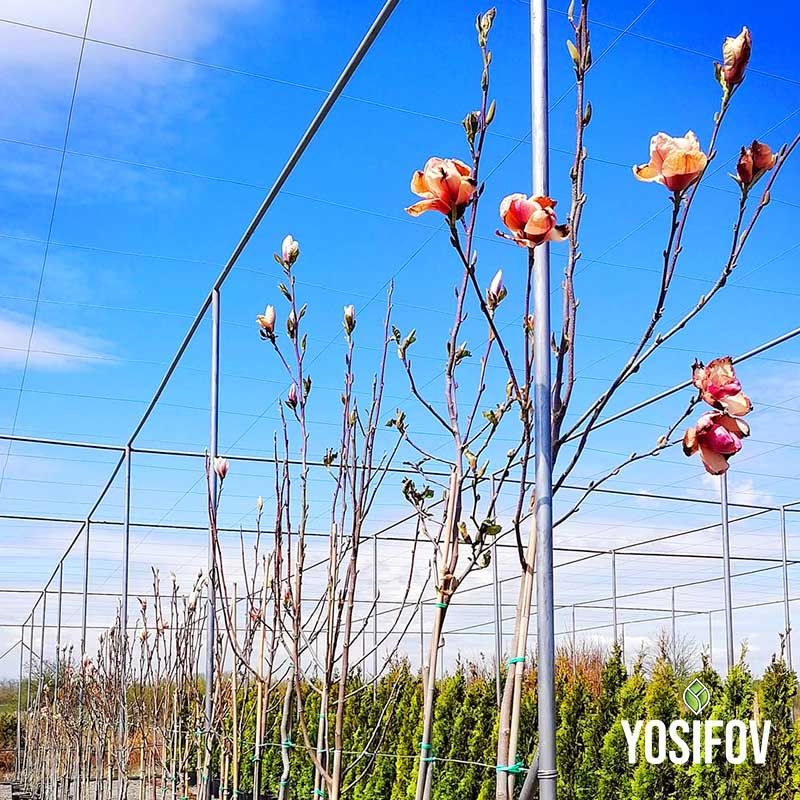 Цъфтящи магнолии Солангиана в разсадник Йосифов, подготвени в контейнери.