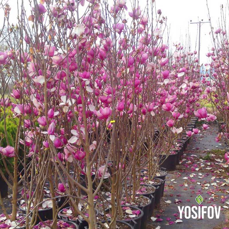 Магнолия Солангиана в разсадник Йосифов - цветни пъпки в контейнери.