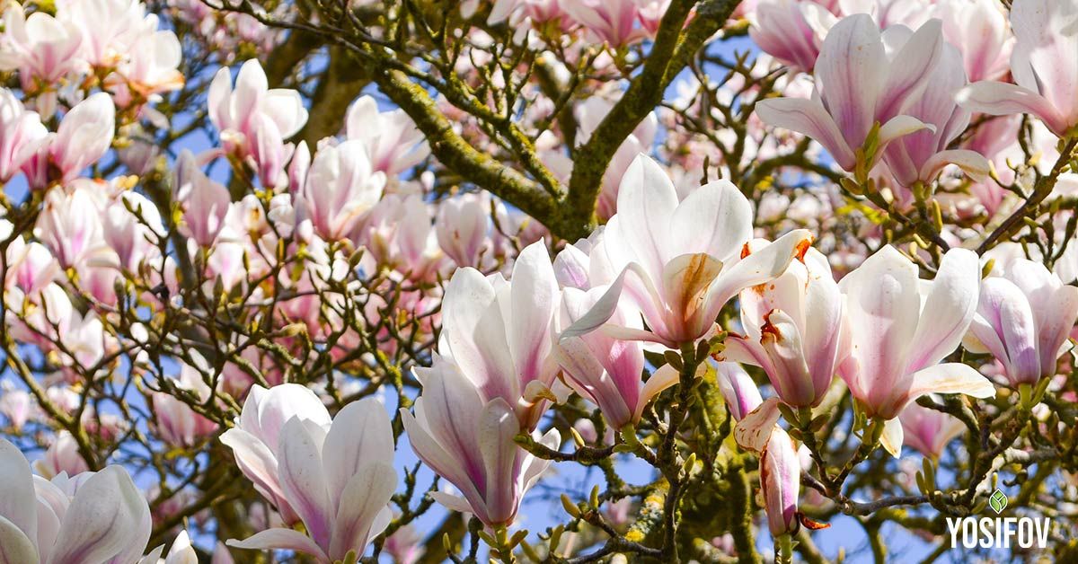 Магнолия: Акцентно декоративно растение