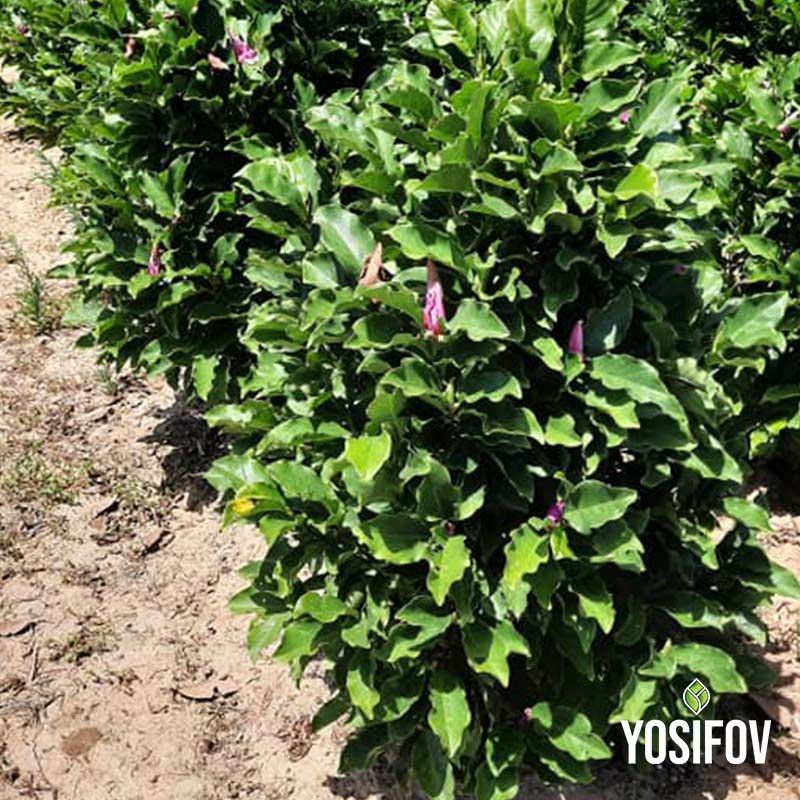 Едри лъскави листа на Магнолия Сюзън - здрави контейнерни растения от разсадник Йосифов