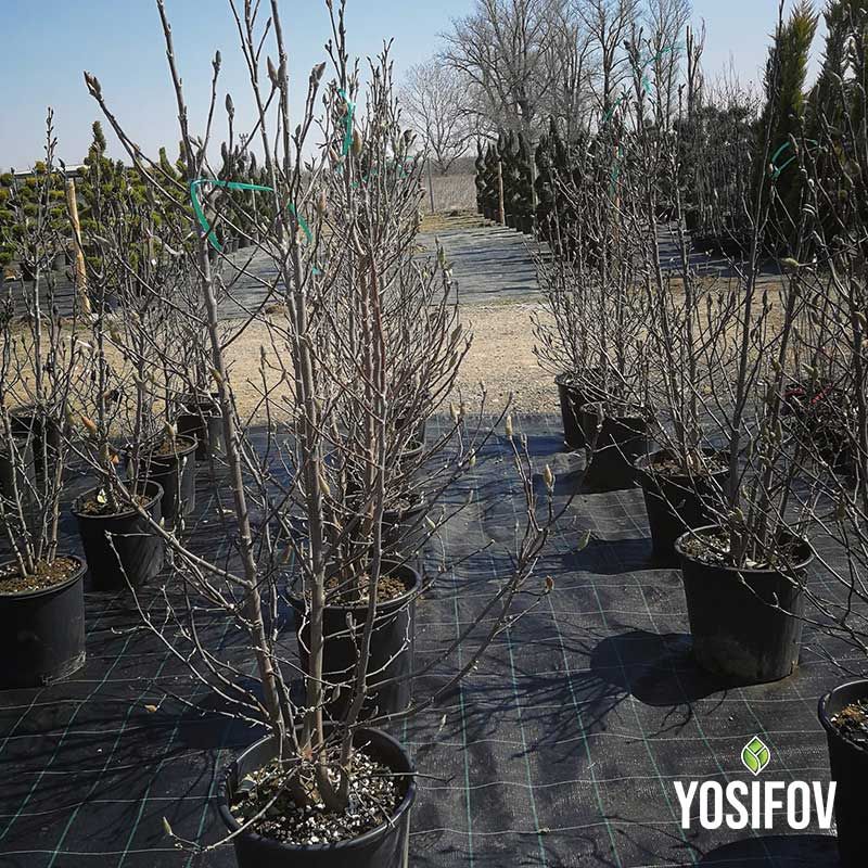 Зимуващи контейнерни Магнолии Сюзън в производствената площ на разсадник Йосифов преди разлистване