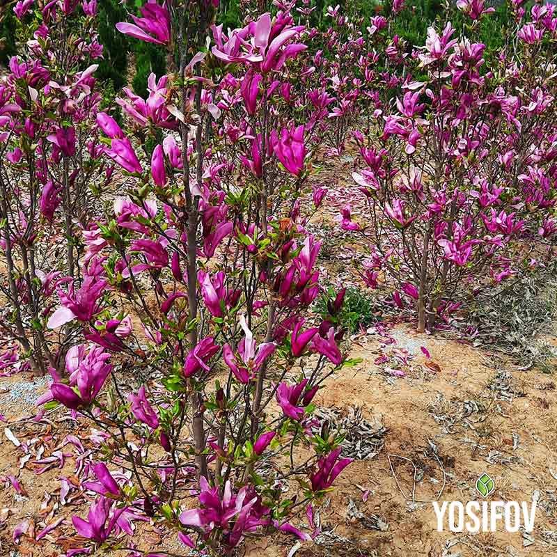 Впечатляващ масов цъфтеж на млади Магнолии Сюзън в разсадник Йосифов - компактни храсти с наситено розови цветове