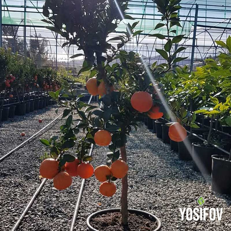 Мандарина в саксия от разсадник Йосифов