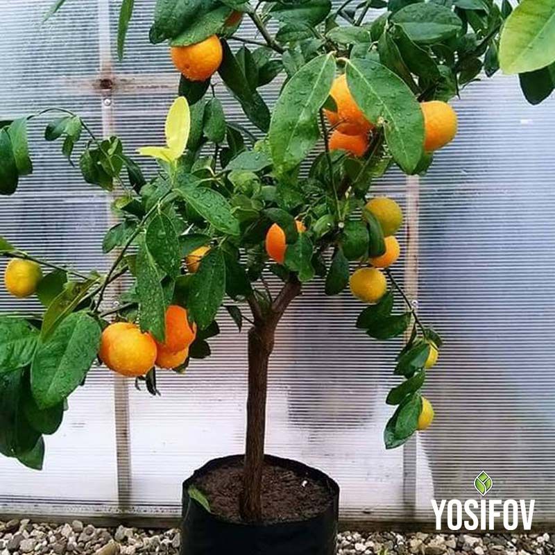 Мандариново растение в саксия с плодове от разсадник
