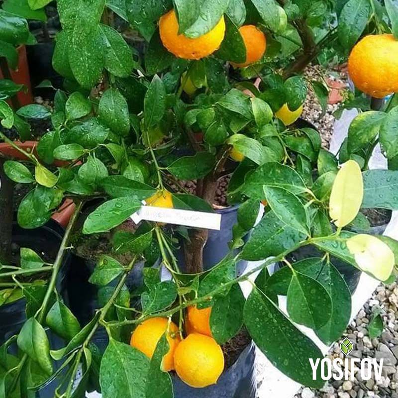 Мандариново растение в саксия