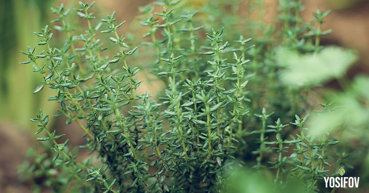 Мащерка: Естествен репелент на насекоми