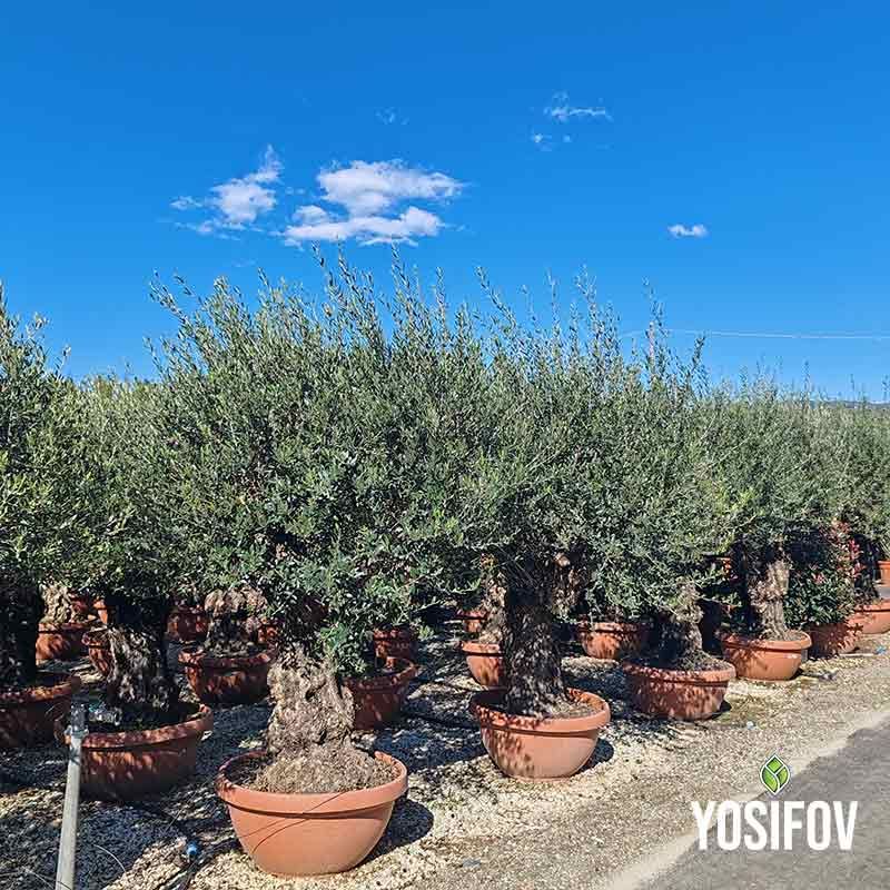 Маслина Европеа Бонсай 3 Вида