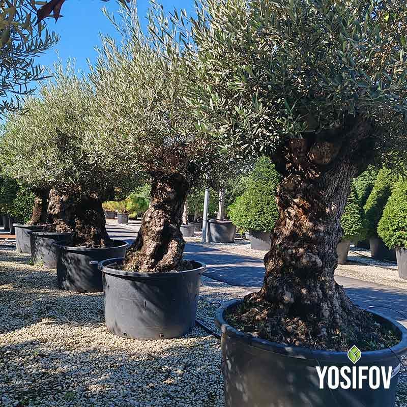 Маслина Европеа Бонсай 3 Вида